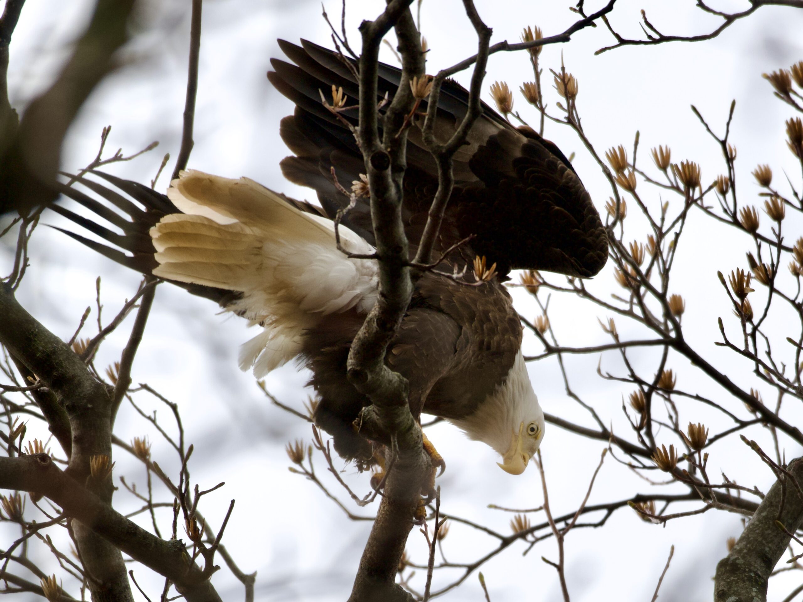 Dyke Marsh Wildlife Preserve